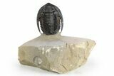 Diademaproetus Trilobite - Rock Removed Under Shell #252522-2